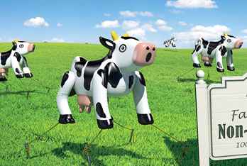 LaCreme | Faux Farms Cows