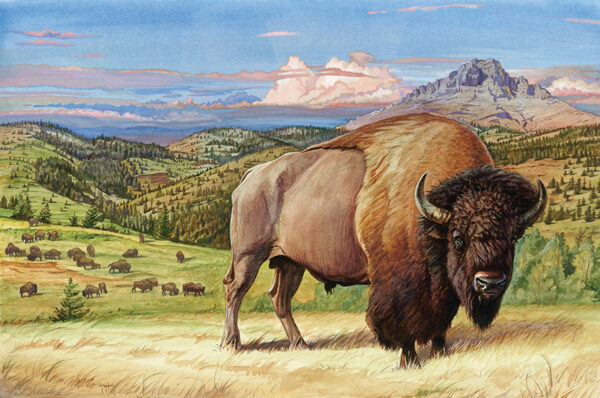 Buffalo Above the Valley | PlainsCapital Bank – MARK ROSS STUDIO ...